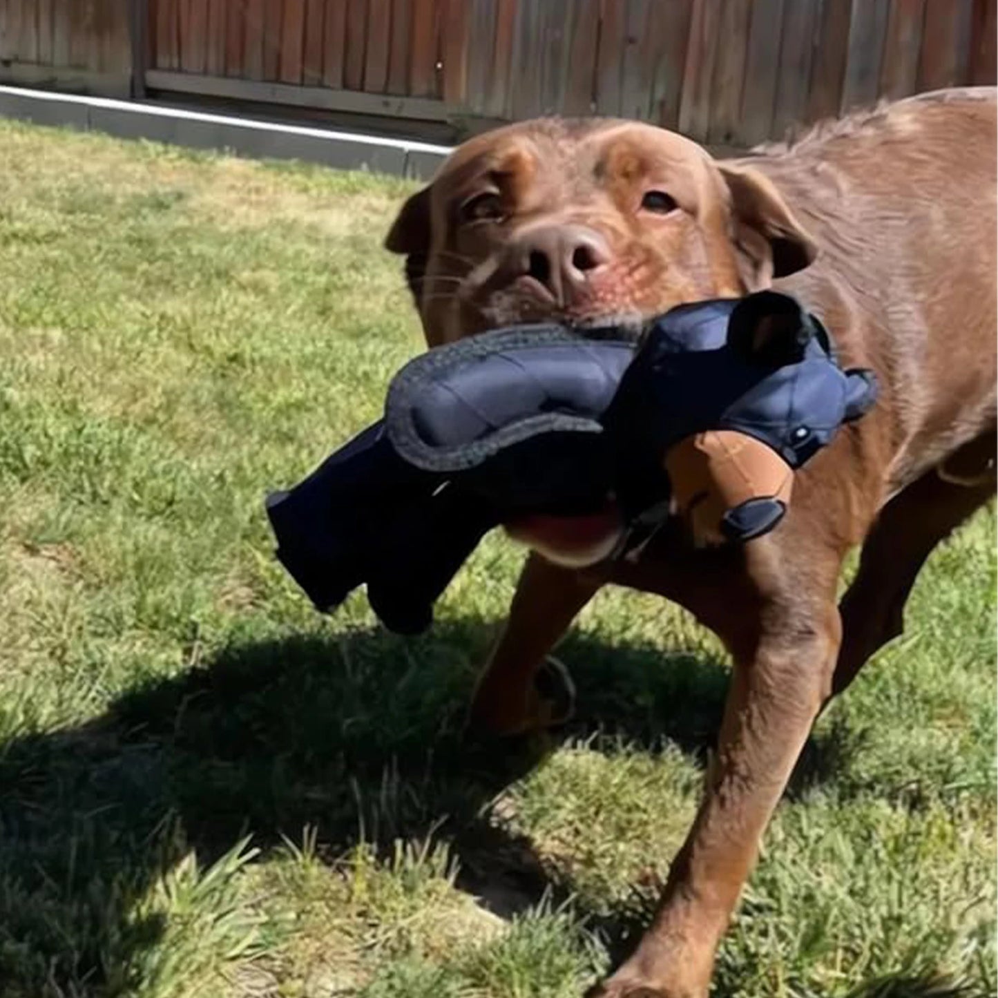 Unbreakable Squeaky Plush Bear Dog Toy For Chewing